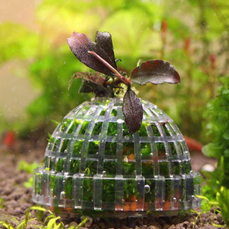 Live Plant Aquarium - 1 pièce de fournitures pour animaux
