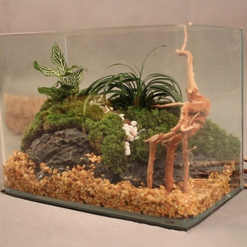 Tronc d'Arbre Naturel en Bois  - Aquarium Moss avis et prix