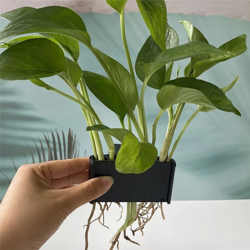 A04G - Jardinière pour aquariu - Live Plant Aquarium avis et prix