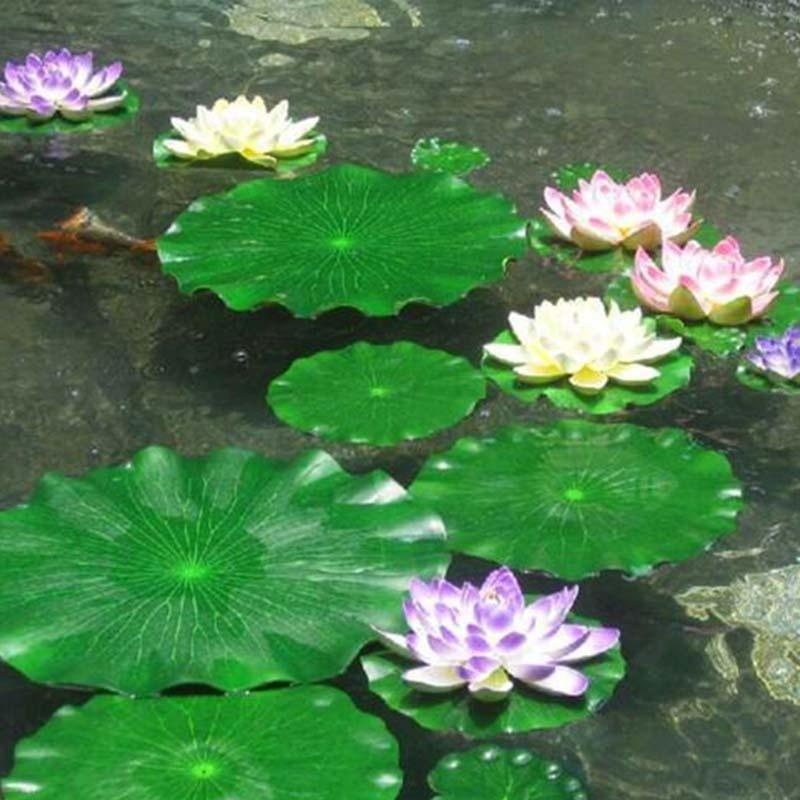 Nouvelles feuilles de lotus ar - Aquarium Moss avis et prix