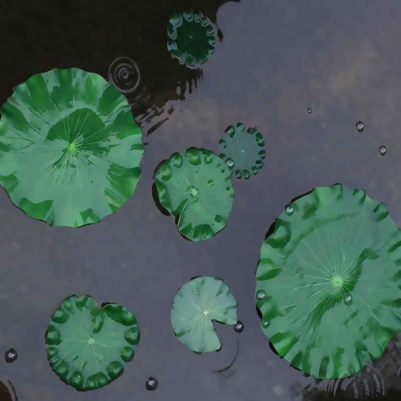 Nouvelles feuilles de lotus ar - Aquarium Moss avis et prix