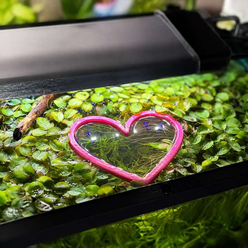 Anneau flottant en forme de cœ - Aquarium Fertilizer avis et prix