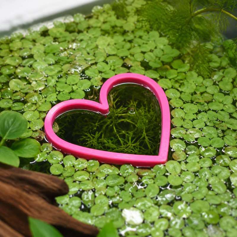 Anneau flottant en forme de cœ - Aquarium Fertilizer avis et prix