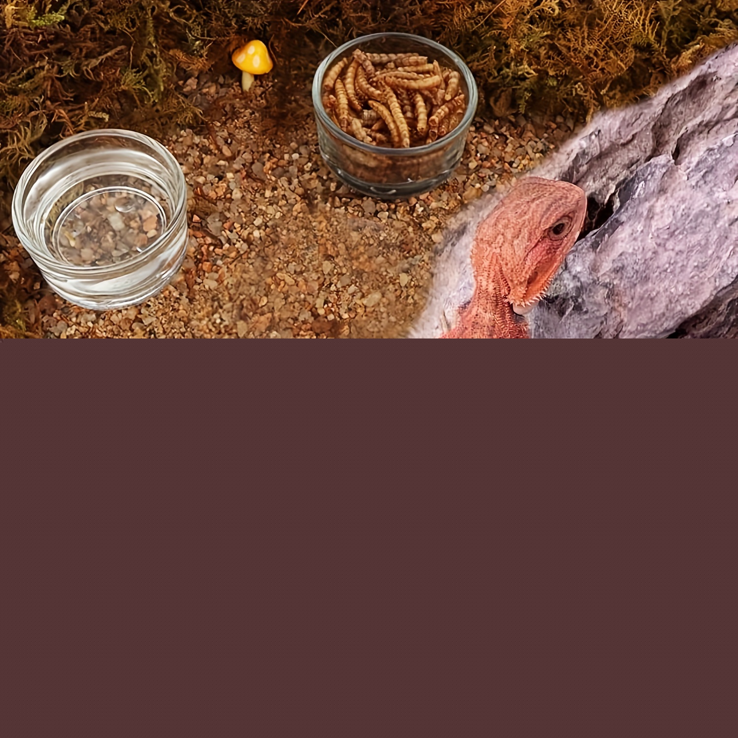 Aquarium en verre de petite ta - Aquarium Fertilizer avis et prix
