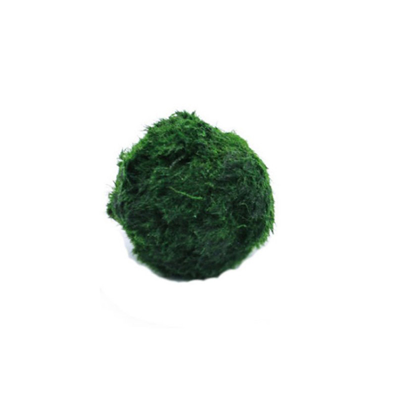 Boules de mousse Marimo, plant - Live Plant Aquarium avis et prix