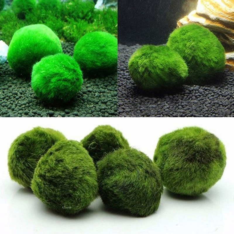 Boules de mousse Marimo, plant - Live Plant Aquarium avis et prix