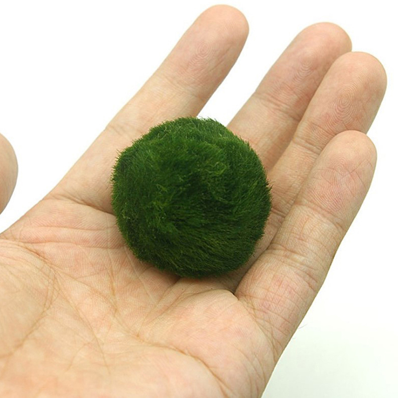 Boules de mousse Marimo, plant - Live Plant Aquarium avis et prix