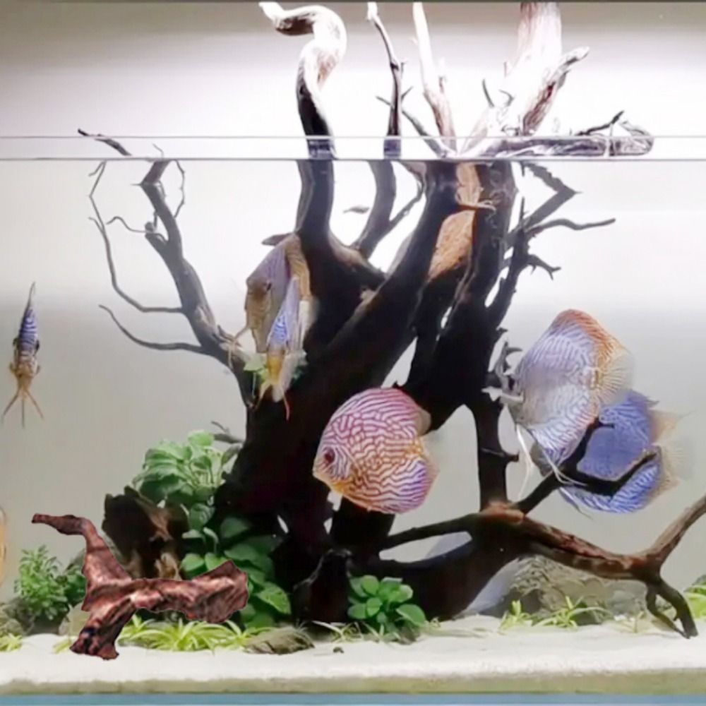 Tronc de bois flotté naturel e - Aquarium Plants Live avis et prix