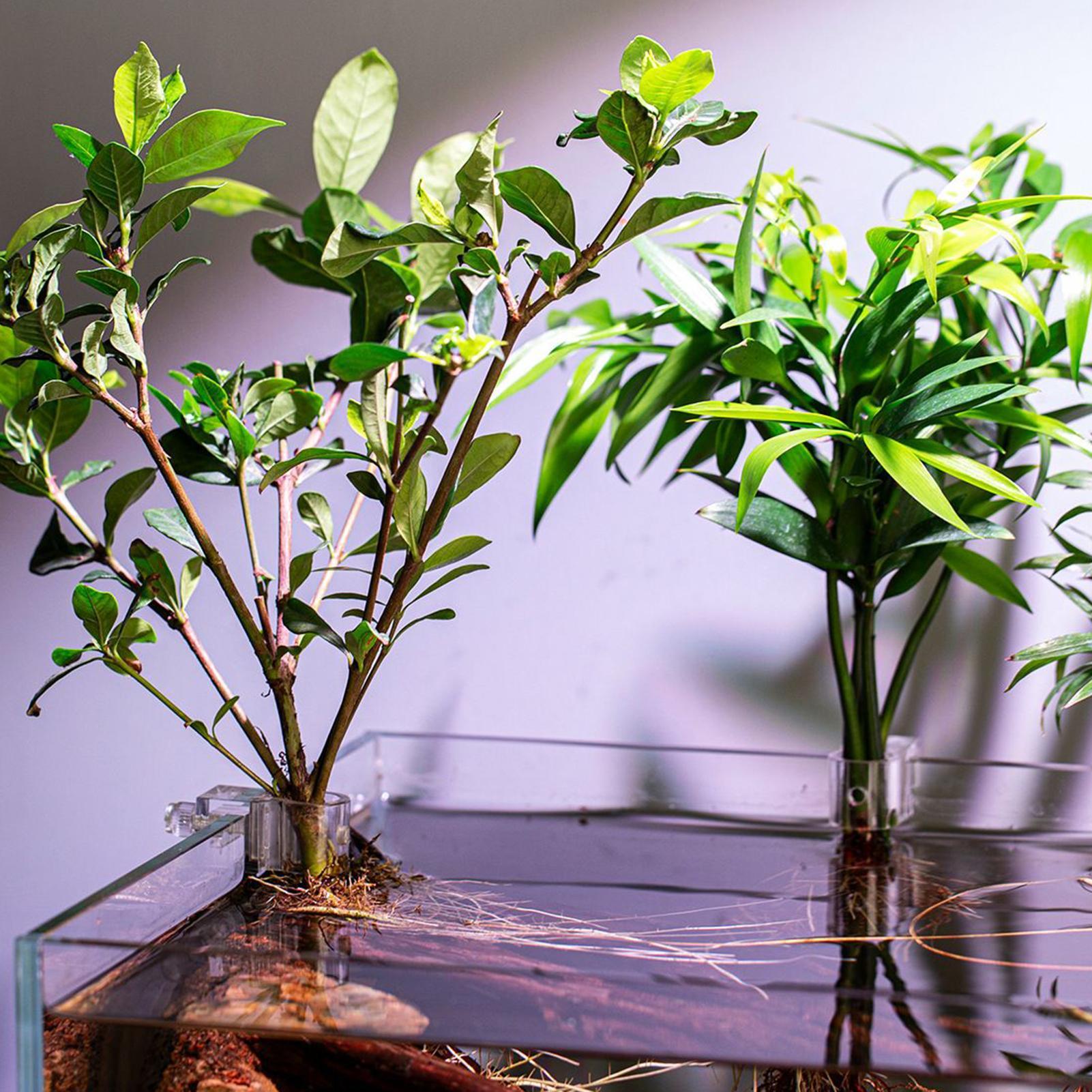 Mini pot de culture pour aquar - Aquarium Fertilizer avis et prix
