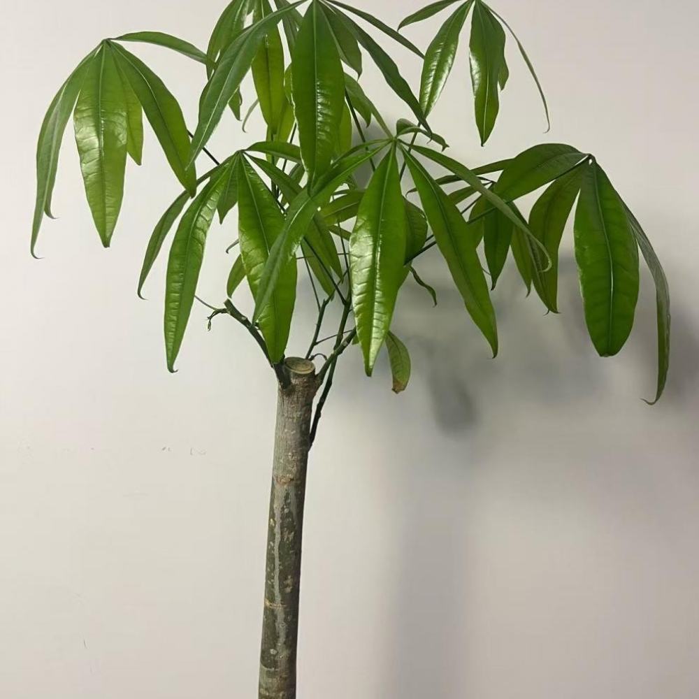 Ornement en forme de racine de - Aquarium Driftwood avis et prix