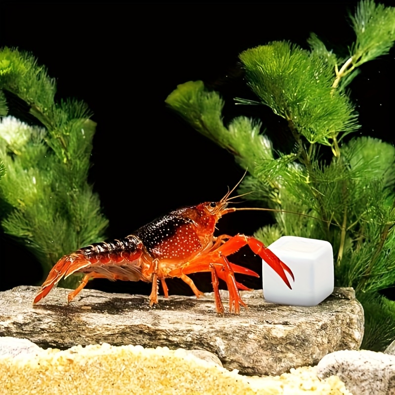6 Blocs de Calcium pour Aquari - Aquarium Plants Live avis et prix